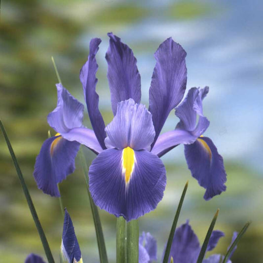 dutch iris discovery