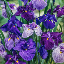 Bouquet of blue mix japanese irises with green stems. | copyright: Floramedia UK Ltd