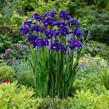 Group of purple bundle of joy siberian iris flowers in a garden setting with greenery | copyright: Floramedia UK Ltd