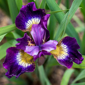 Bearded Iris | Shop 70 Varieties | Eden Brothers