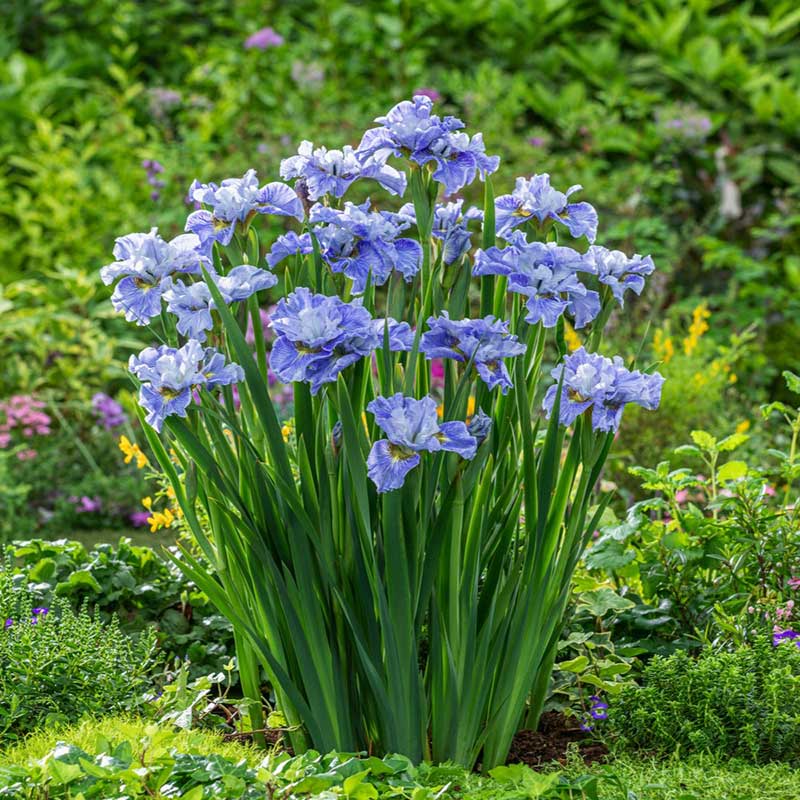 Group of blue mission bay siberian irises in a garden setting with green foliage. | copyright: Floramedia UK Ltd
