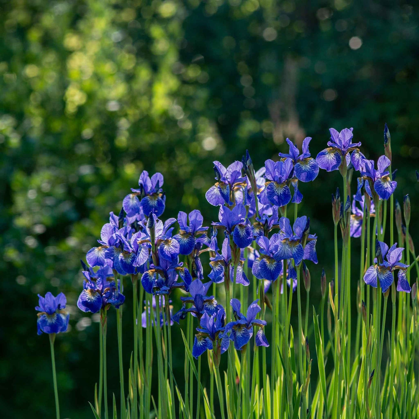 siberian iris silver edge