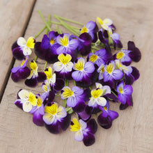 Johnny jump up cluster of purple, yellow and white blooms on a soft blurred backdrop.