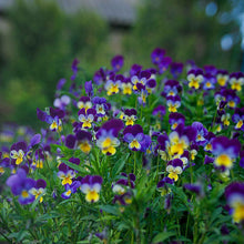 Johnny jump up small purple and yellow blooms with green leaves on a blurred backdrop.
