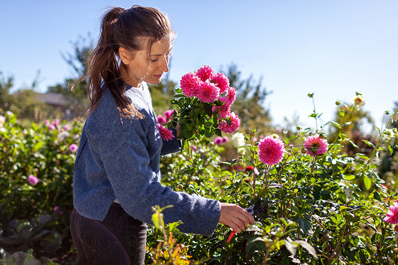 A woman in a blue sweater and dark pants stands in a sunny garden, holding a bunch of bright pink flowers while pruning green plants with red-handled shears.