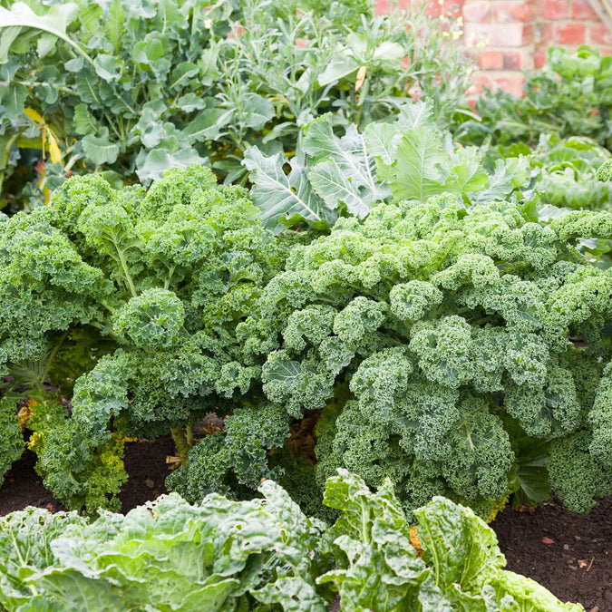 kale blue curled scotch