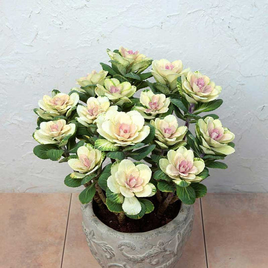 ornamental kale pure white