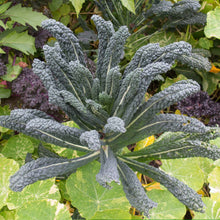 A close-up of a bunch of deep green Lacinato kale leaves, showcasing their distinct bumpy texture.