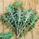 Kale Seeds (Organic) - Red Russian