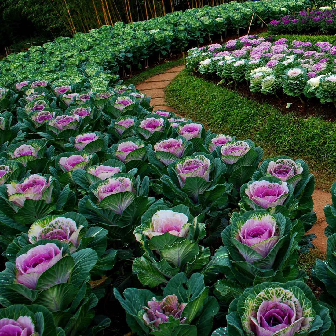 Ornamental Kale Seeds - Crane Pink | Flower Seeds in Packets & Bulk ...