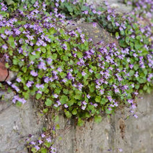 Kenilworth ivy small purple flowers with green leaves spilling over a stone wall.