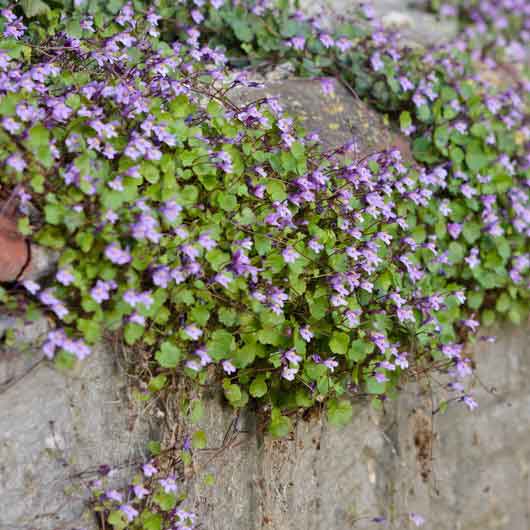 kenilworth ivy