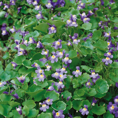 Kenilworth ivy tiny purple and yellow blooms nestled among heart-shaped green leaves.