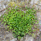 kenilworth ivy