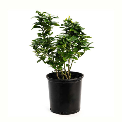 Key Lime Bush
