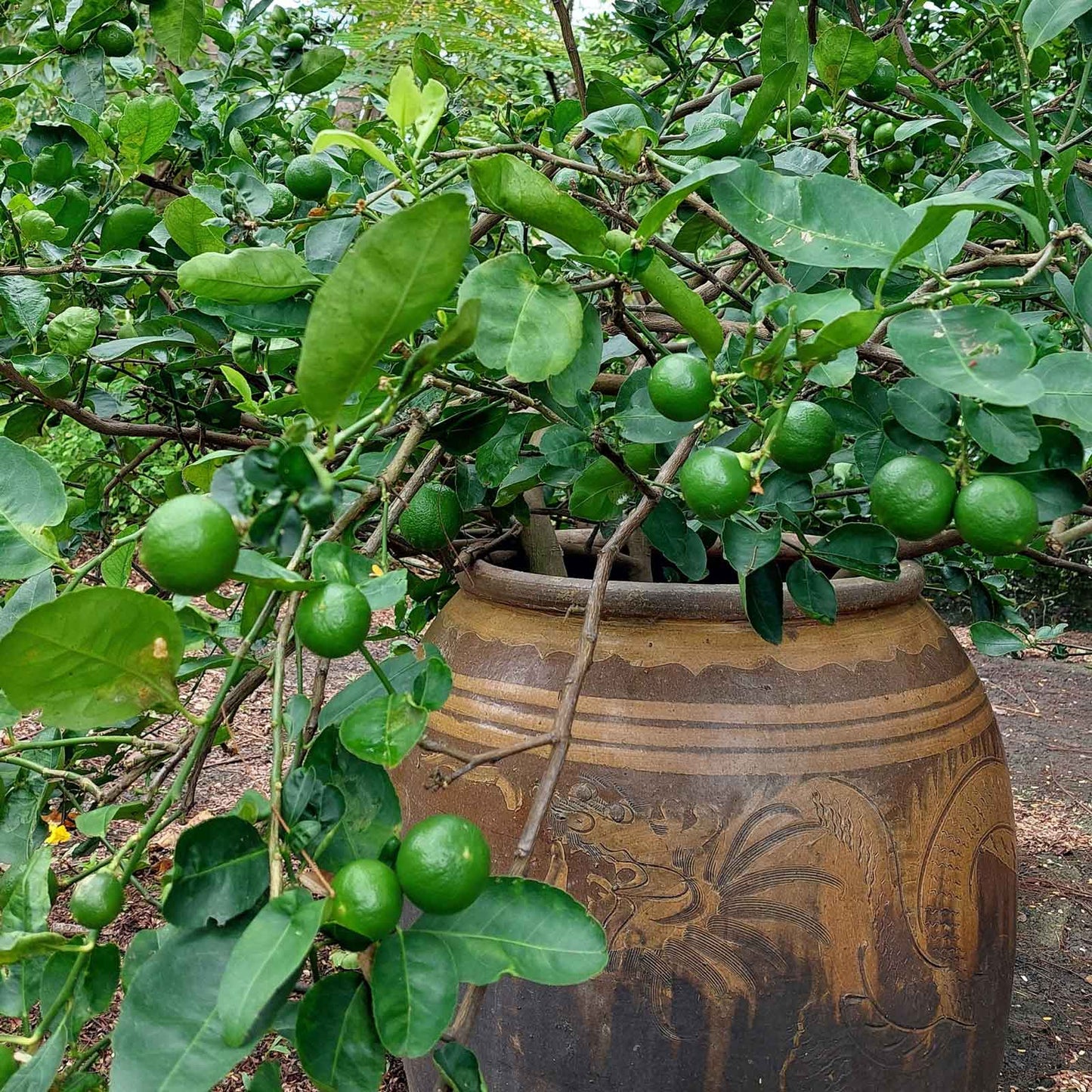 Key Lime Bush