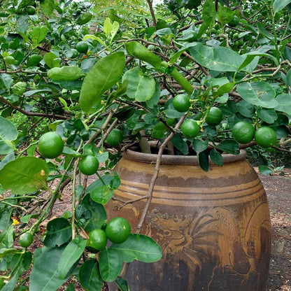 Key Lime Bush