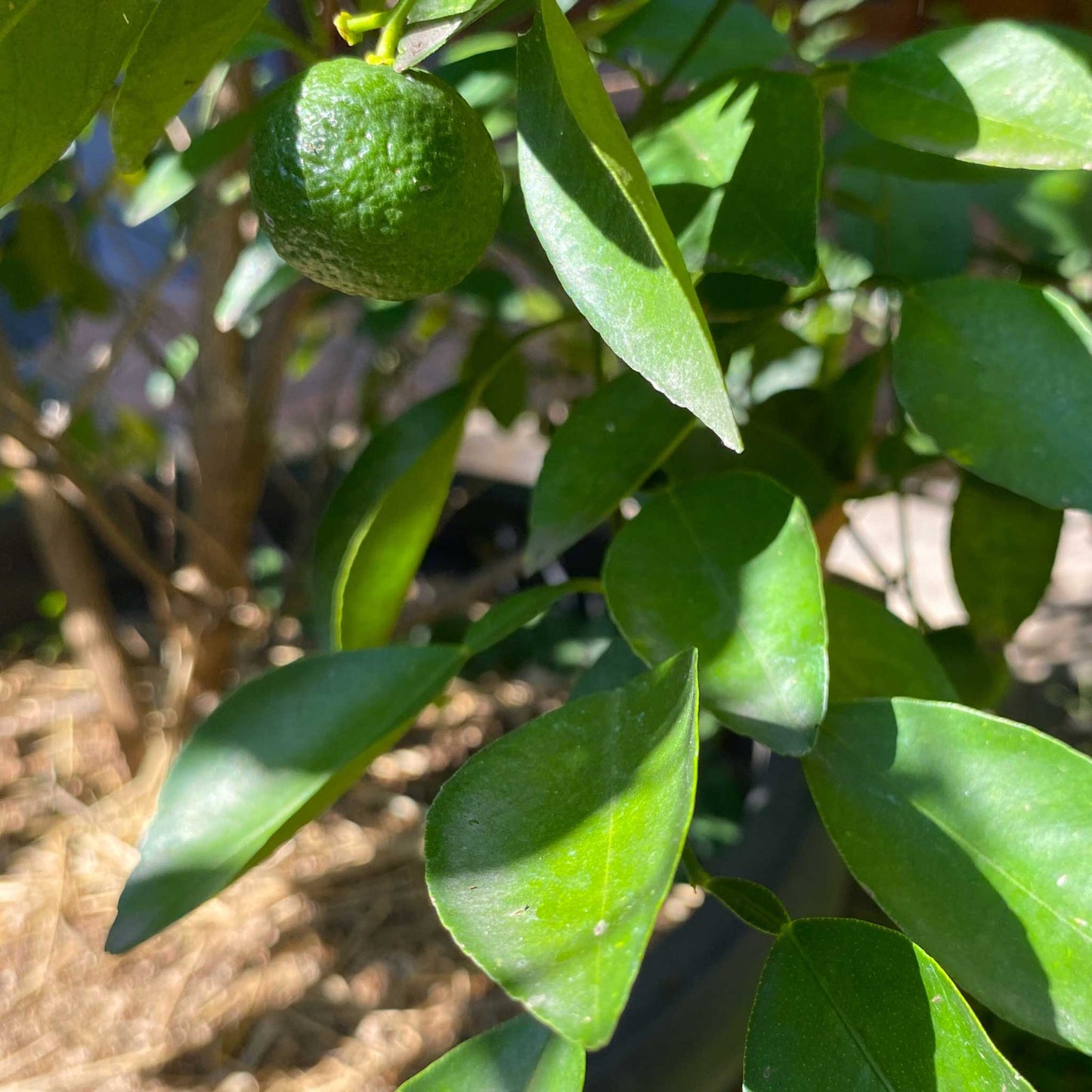 Key Lime Bush