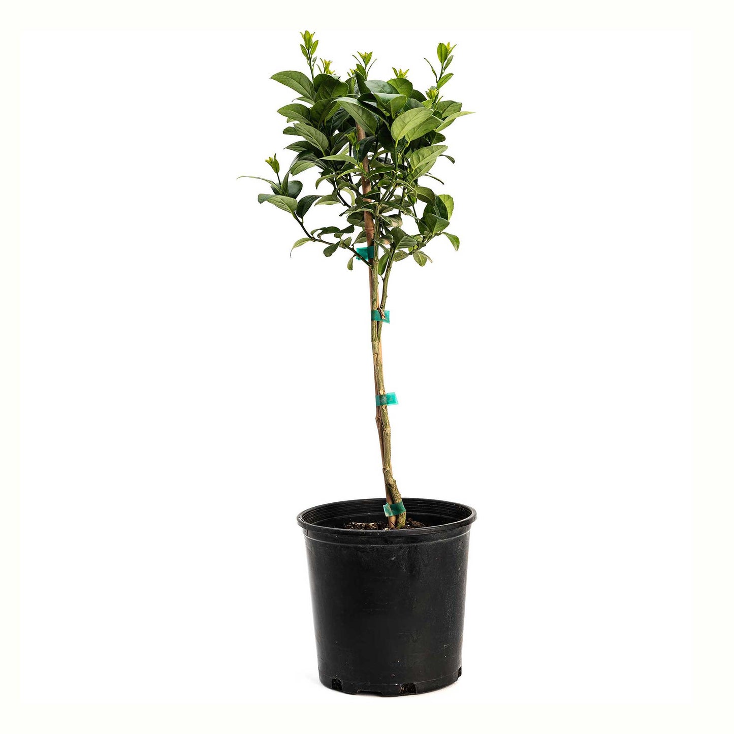 Key Lime Tree