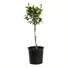 Key Lime Tree