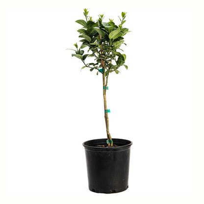 Key Lime Tree