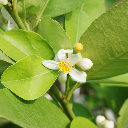 Key Lime Tree