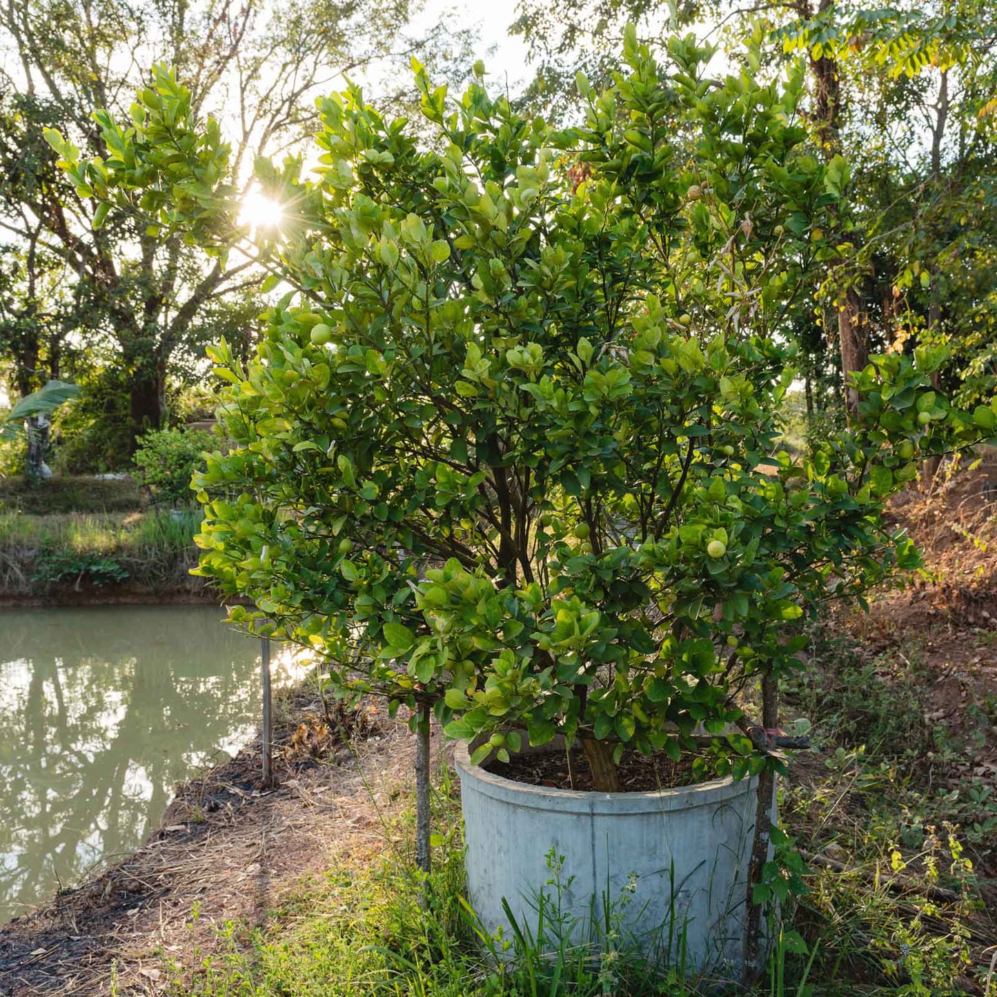 Key Lime Tree