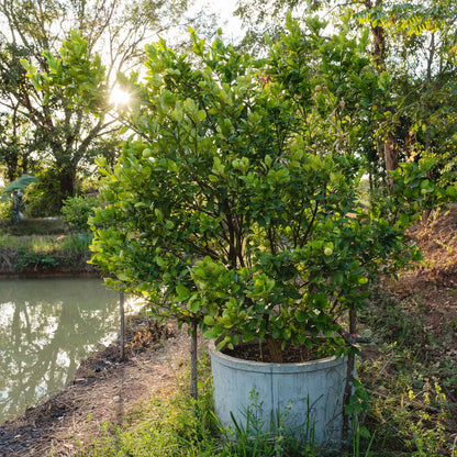Key Lime Tree