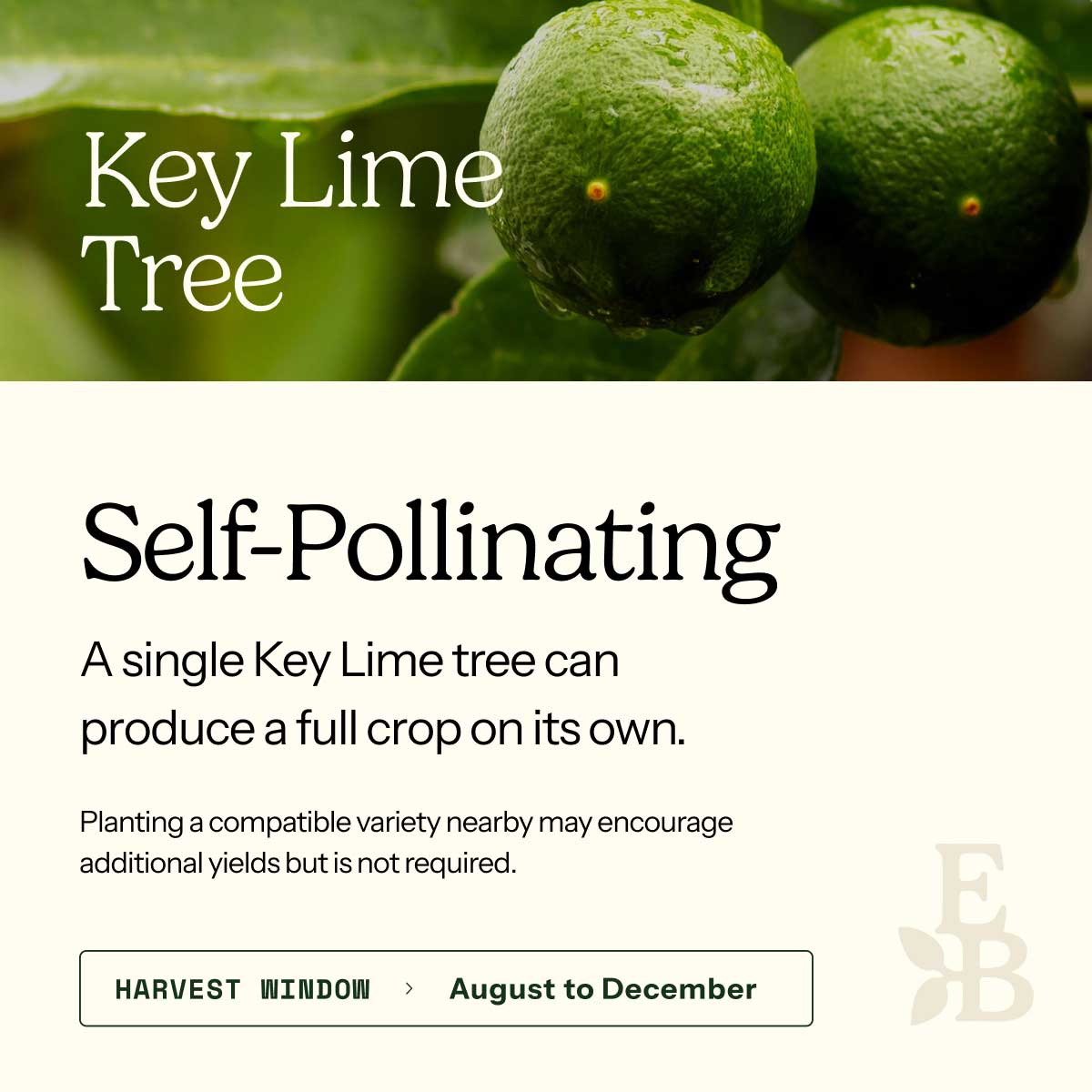 Key Lime Tree