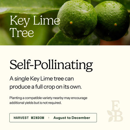 Key Lime Tree
