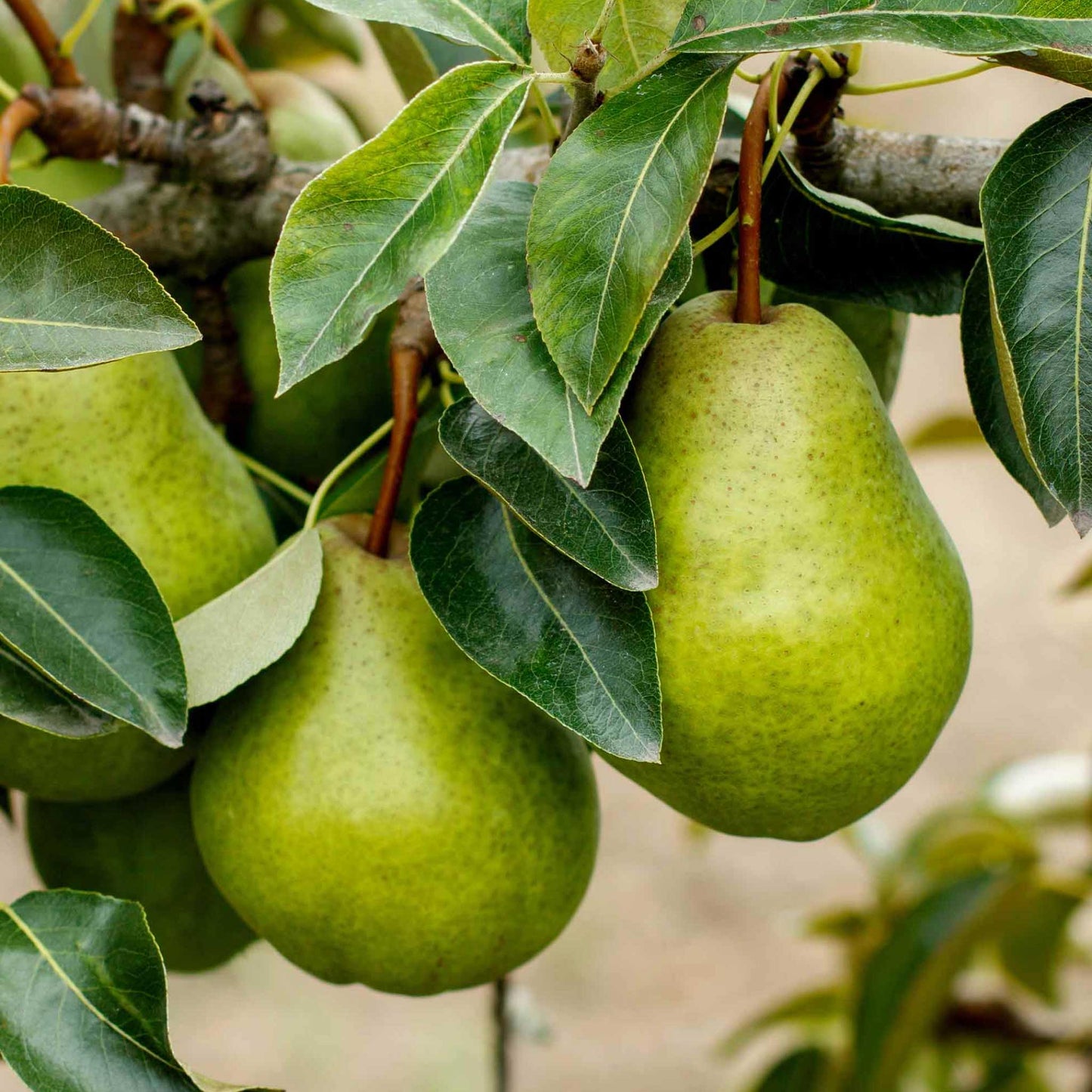 Kieffer Pear Tree