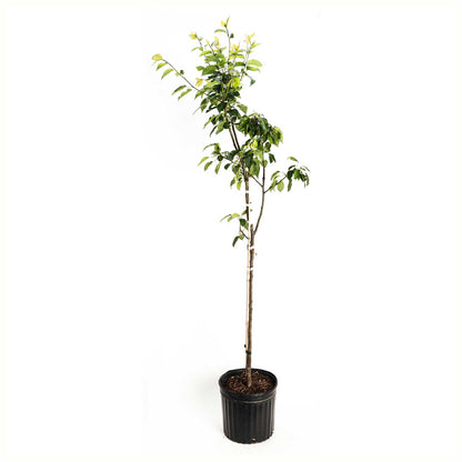 Kieffer Pear Tree