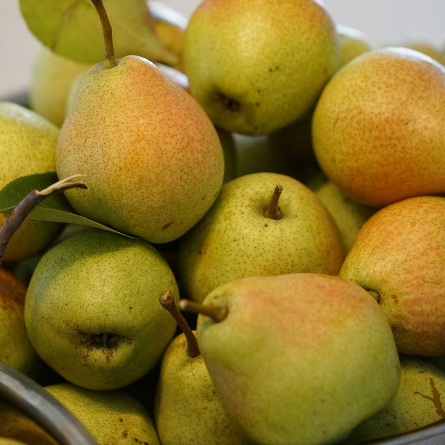 Kieffer Pear Tree