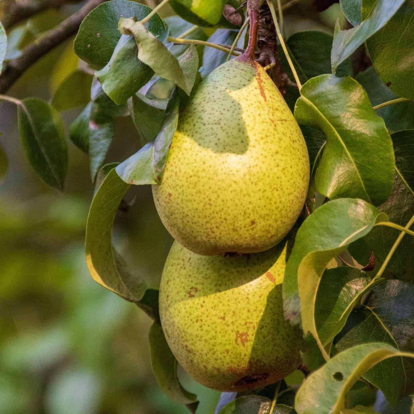 Kieffer Pear Tree
