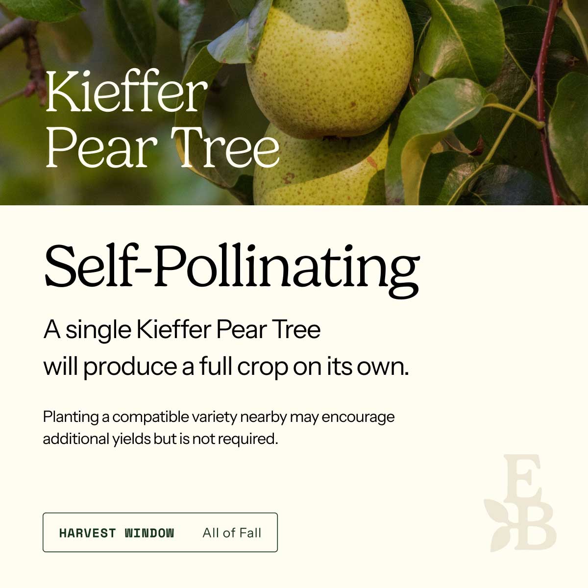 Informational graphic for a Kieffer Pear Tree, featuring a top photo of pears and text stating it is self-pollinating and produces a full crop on its own.