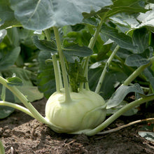 White Vienna kohlrabi plant with green leaves in a garden bed, ready for harvest, vibrant and fresh.