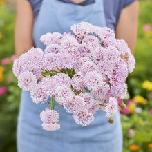 A person holding a bouquet of lace flower lacy pink flowers in a garden setting.