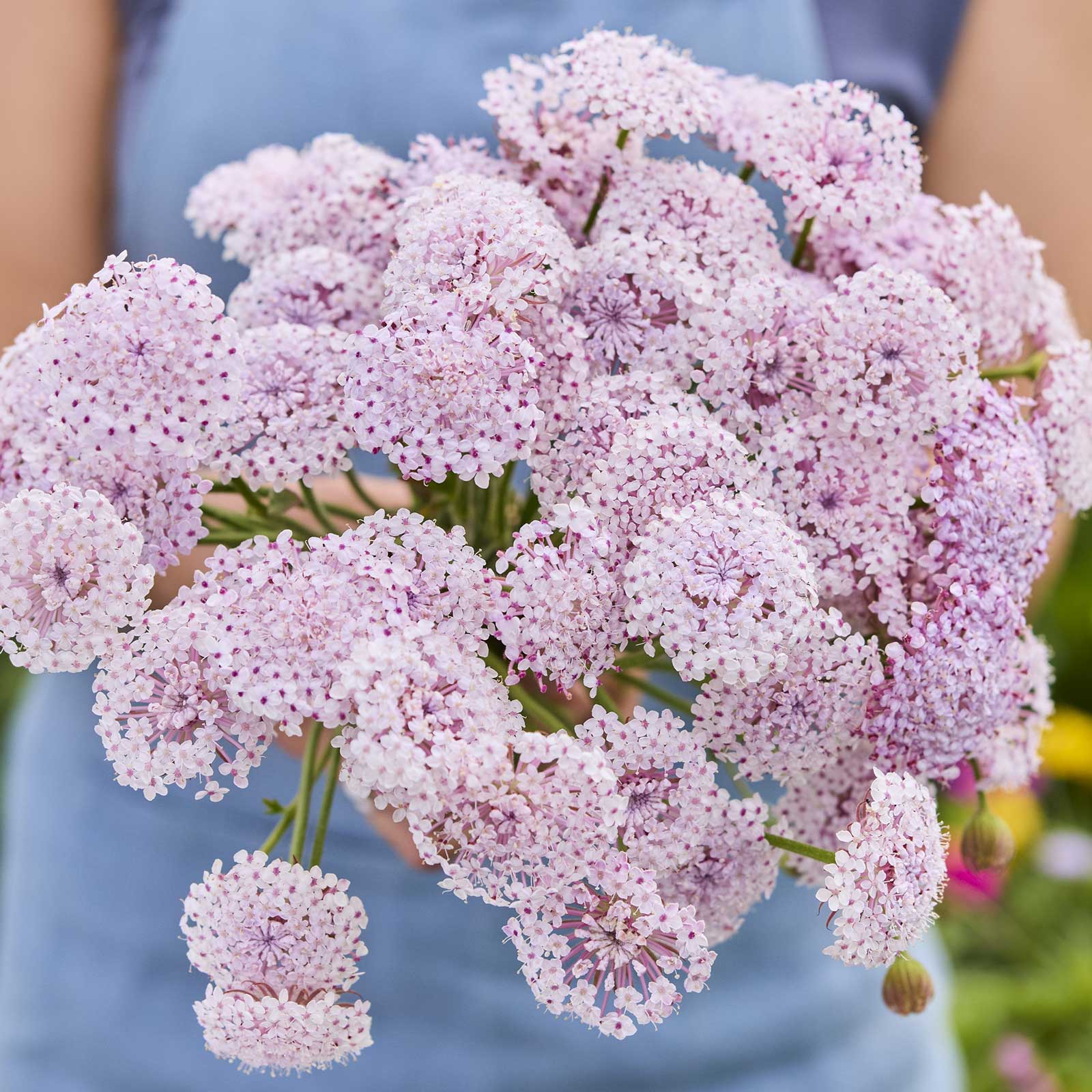 A close up of a person holding a bouquet of lace flower lacy pink flowers in a garden setting.