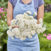 A person holding a bouquet of lace flower lacy white flowers in a garden setting.