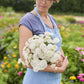 A person holding a bouquet of lace flower lacy white flowers in a garden setting.