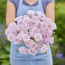 Person holding a bouquet of pink flowers from the lace flower series bundle in a garden setting