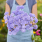 Person holding a bouquet of purple flowers from the lace flower series bundle in a garden setting