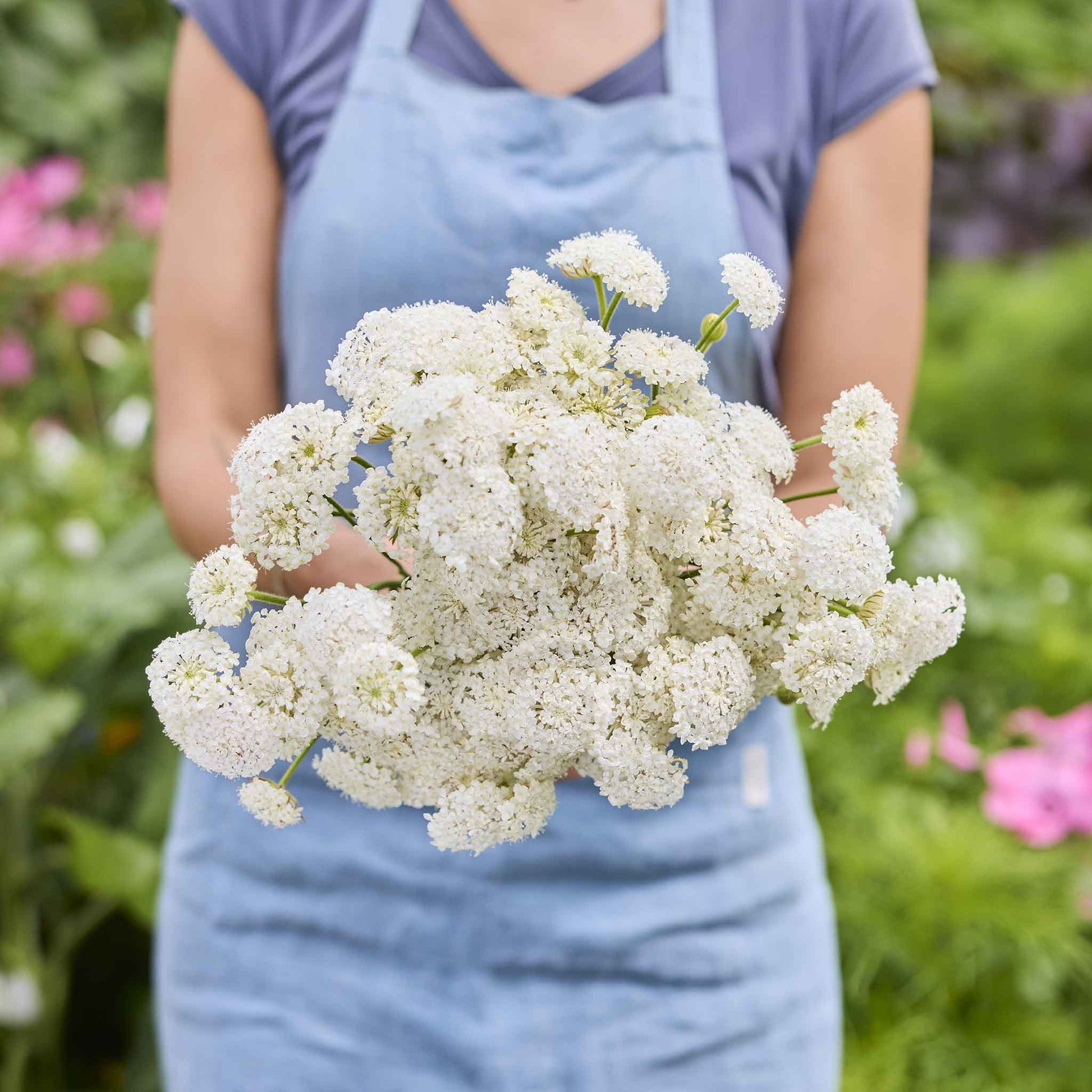 Person holding a bouquet of white flowers from the lace flower series bundle in a garden setting