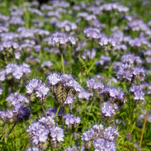 Lacy phacelia dense cluster of purple coiled blooms against a blurred green backdrop.