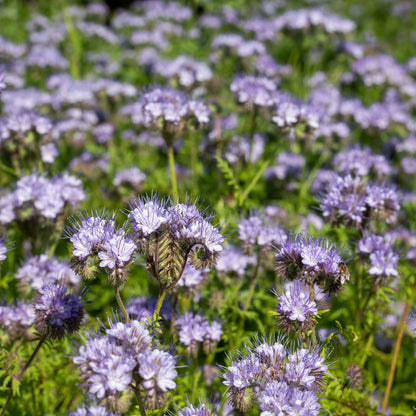 Lacy phacelia dense cluster of purple coiled blooms against a blurred green backdrop.