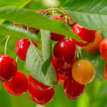 Lapins Cherry Tree