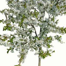 Lapins Cherry Tree