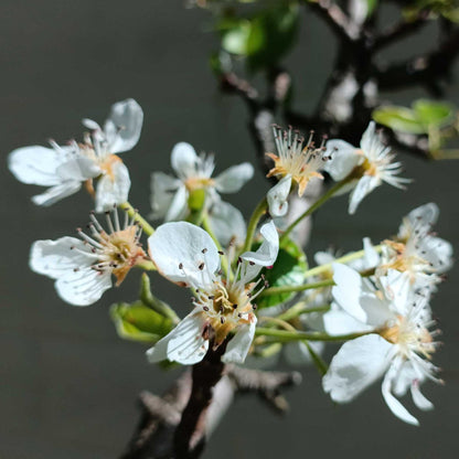 Close-up of white lapins cherry blossoms on a branch with green leaves against a soft gray background.