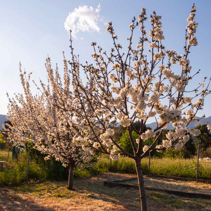 Blossoming flowering lapins cherry  trees with white blossoms in a sunny outdoor orchard or field under a blue sky with a small cloud.