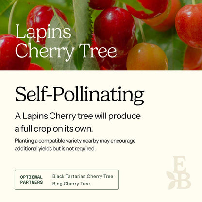 Informational graphic for a Lapins Cherry Tree, featuring a top photo of cherries and text stating it is self-pollinating and produces a full crop on its own.